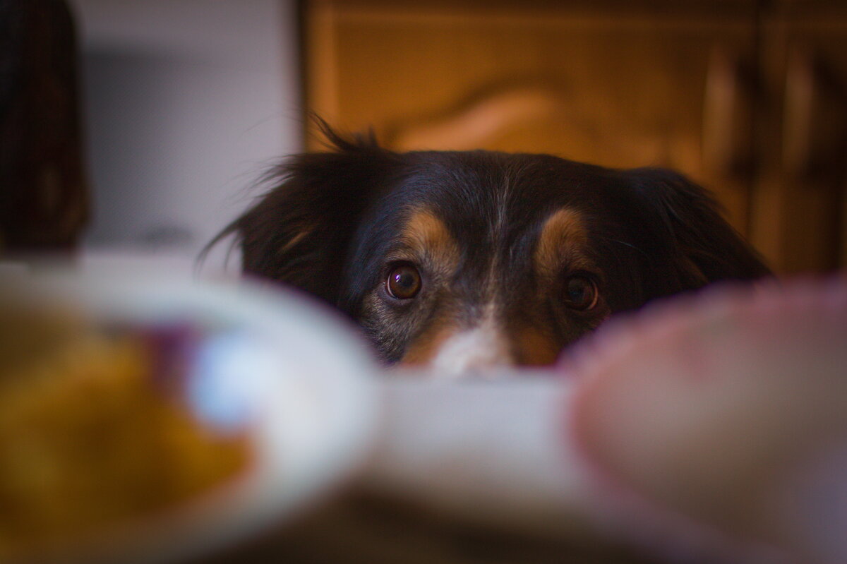 Партизанит под столом - Артём Евтюхов Партизанит под столом - Артём Евтюхов