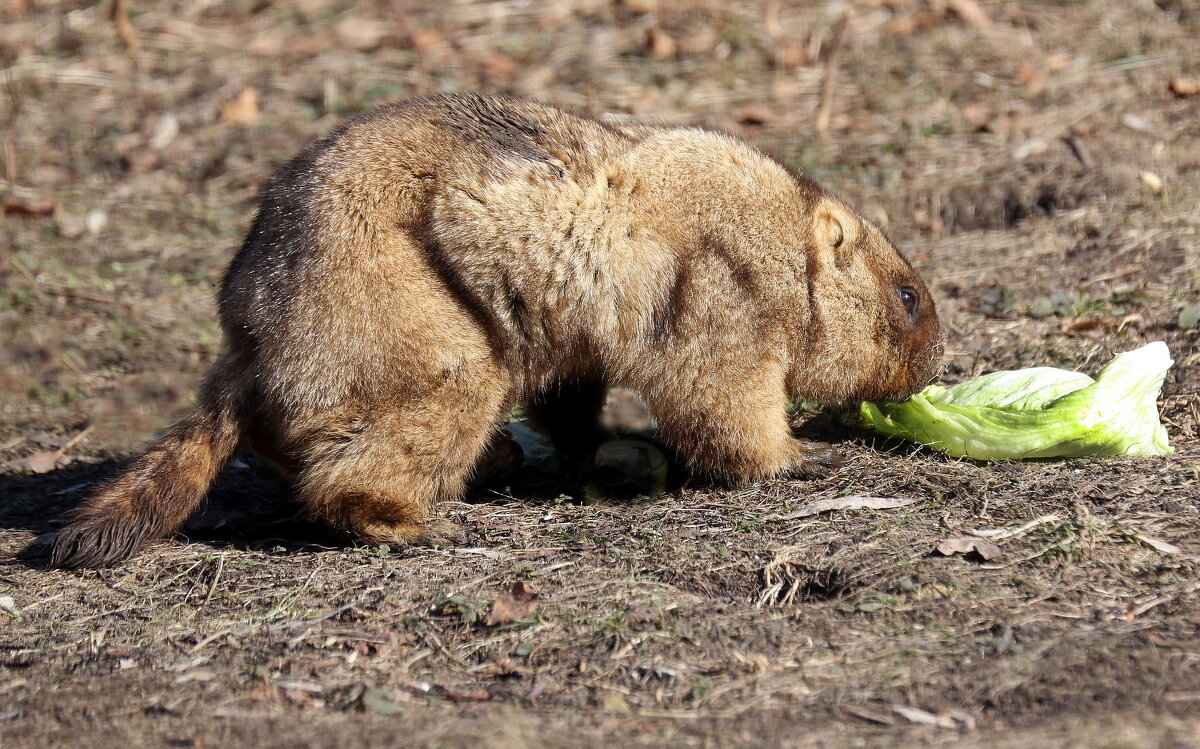 сурок - Михаил Бибичков