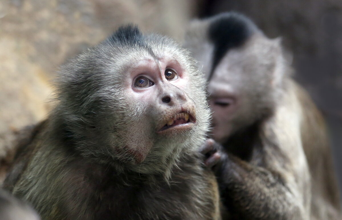 капуцины - Михаил Бибичков