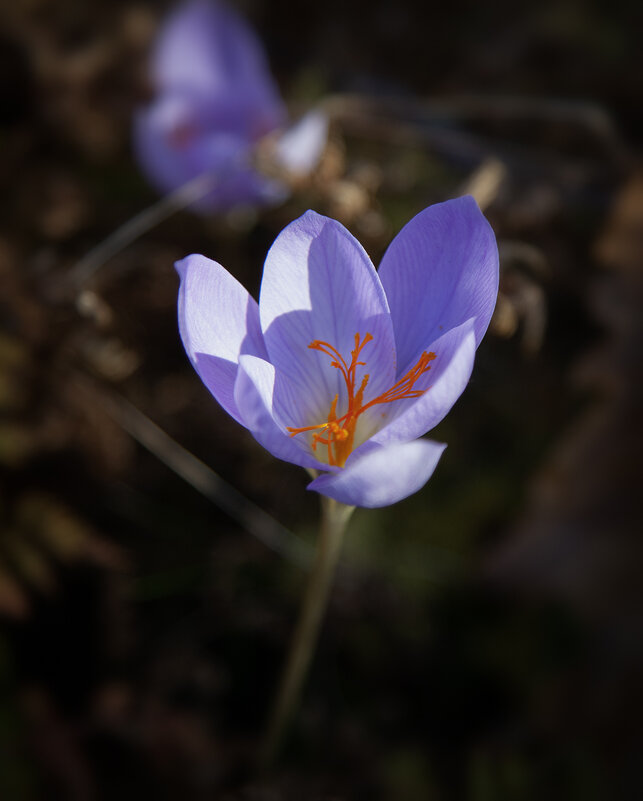 Крокус. - Лилия * Крокус. - Лилия *