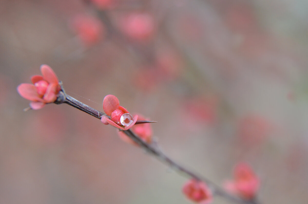 Барбарис - первые листочки...после дождя.... - Надежда Куркина Барбарис - первые листочки...после дождя.... - Надежда Куркина