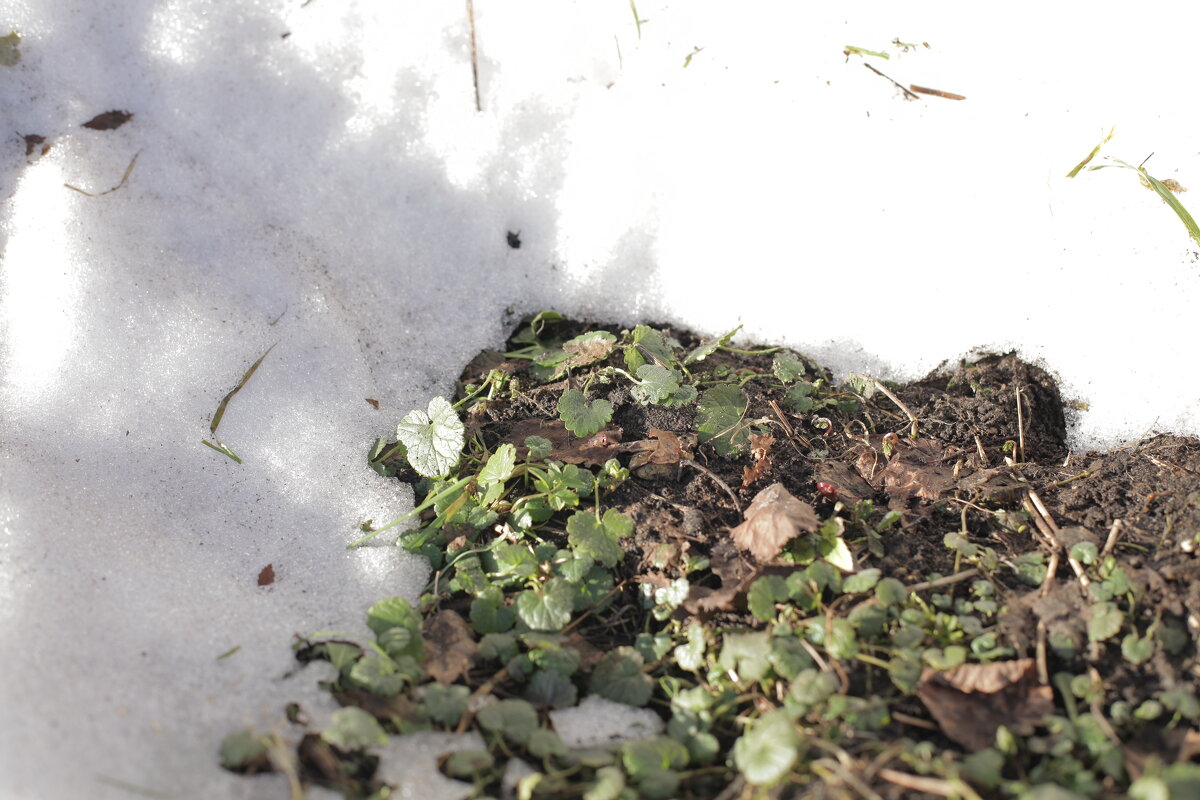 Холод им не страшен. - Михаил Елочкин Холод им не страшен. - Михаил Елочкин