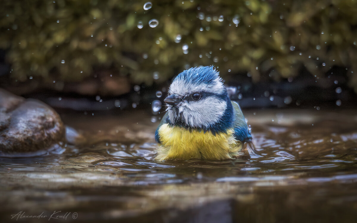 Купаться подано! - Александр К.
