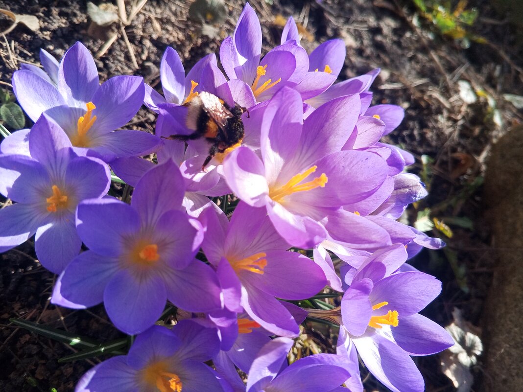 Крокус - Сапсан 