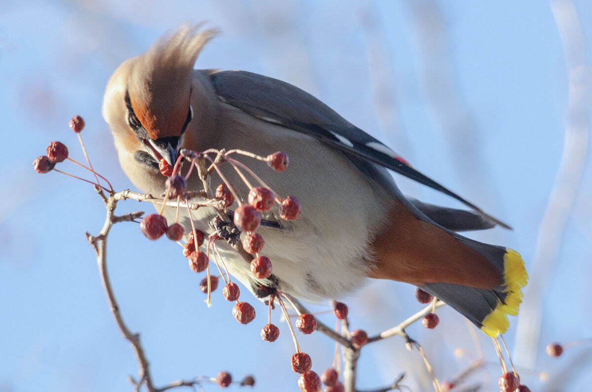 Свиристель - Виктор Иванович Чернюк