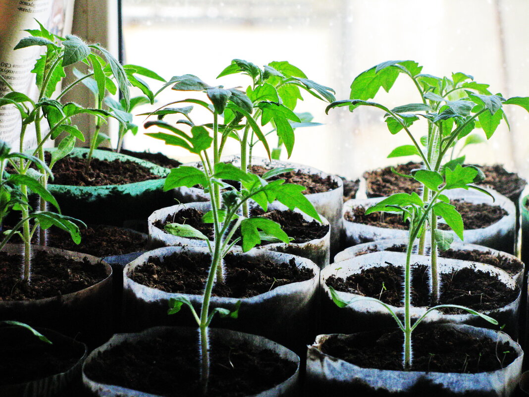 Растут помидорки - Людмила Смородинская Растут помидорки - Людмила Смородинская