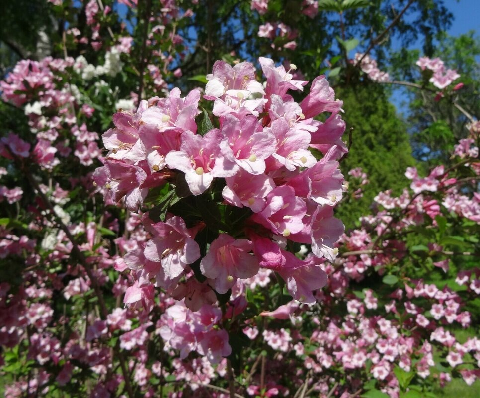 Вейгела - PRP 