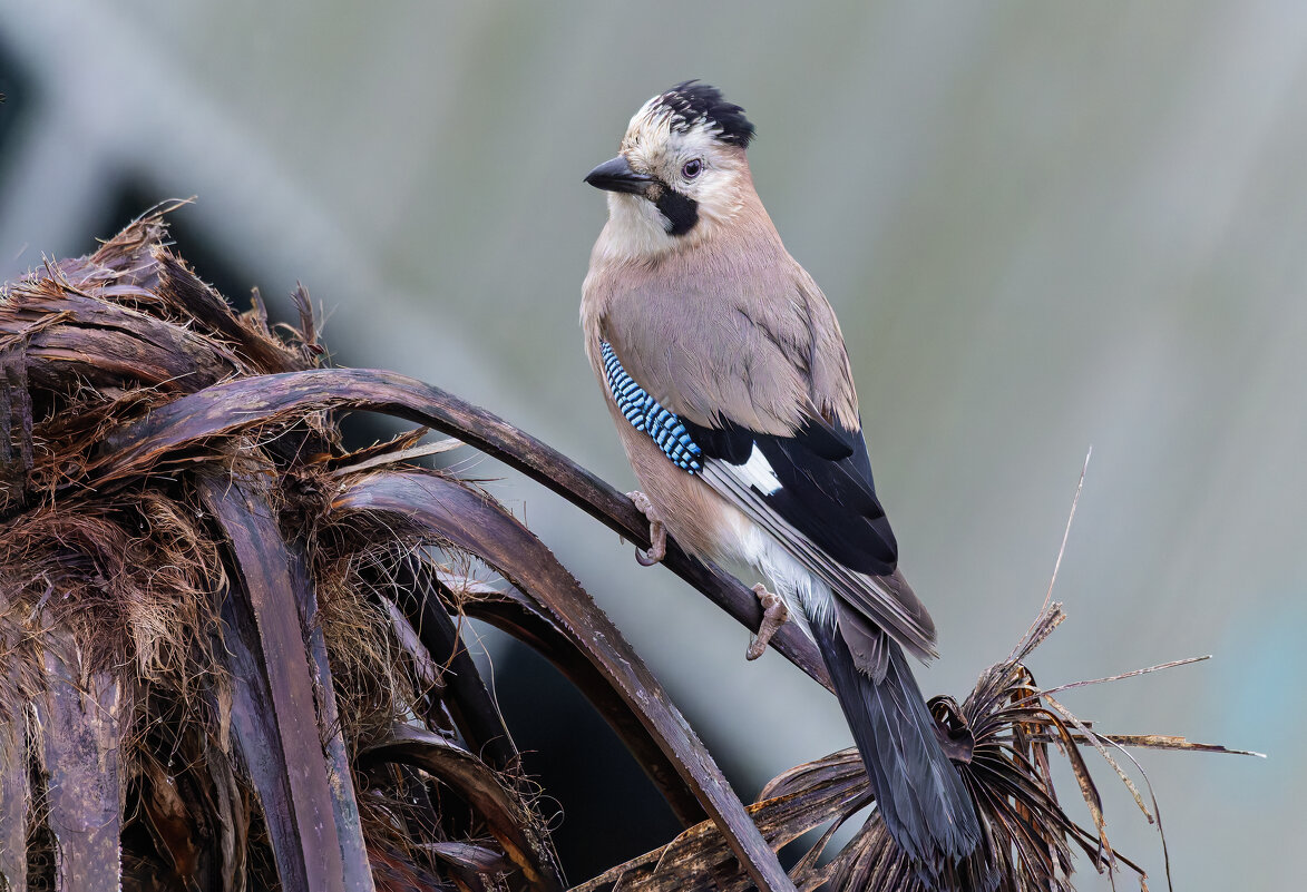 сойка - юрий макаров