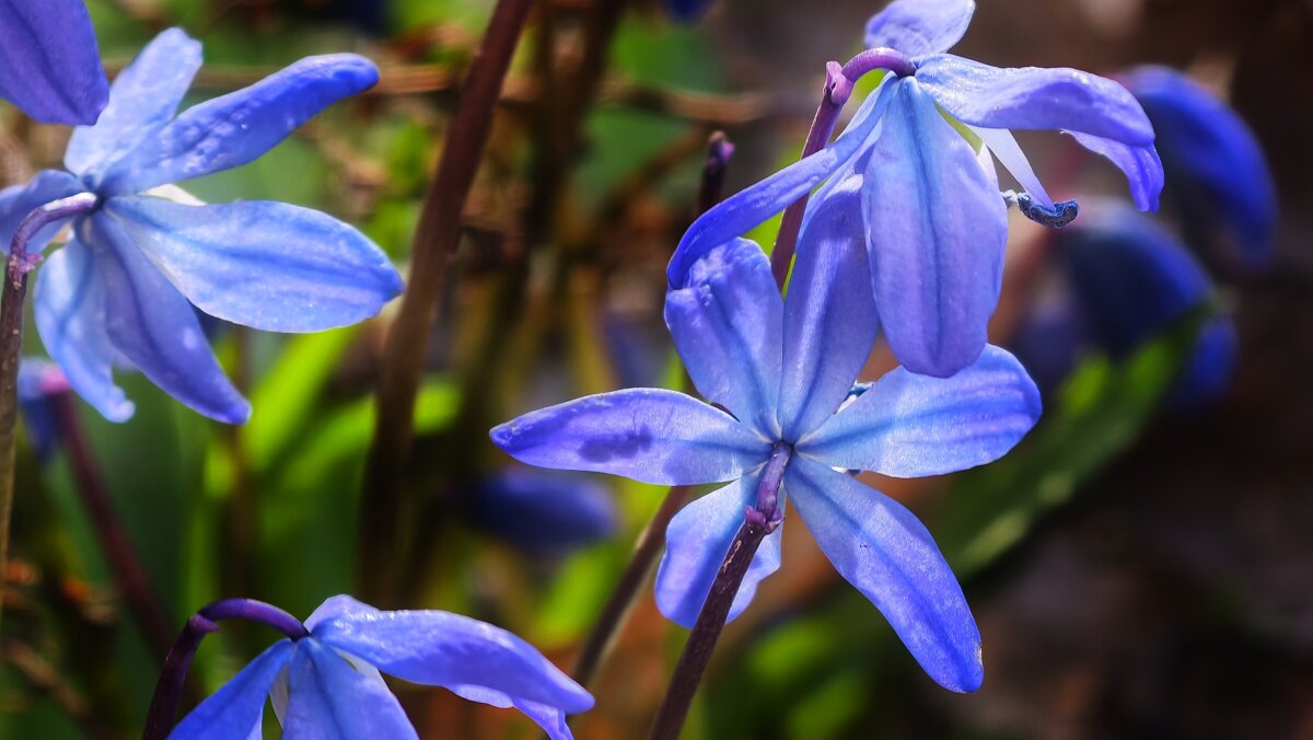 Пролески - Мариша 