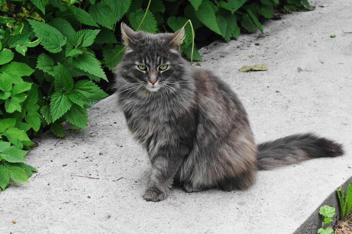 Пушистики - Рита Симонова Пушистики - Рита Симонова