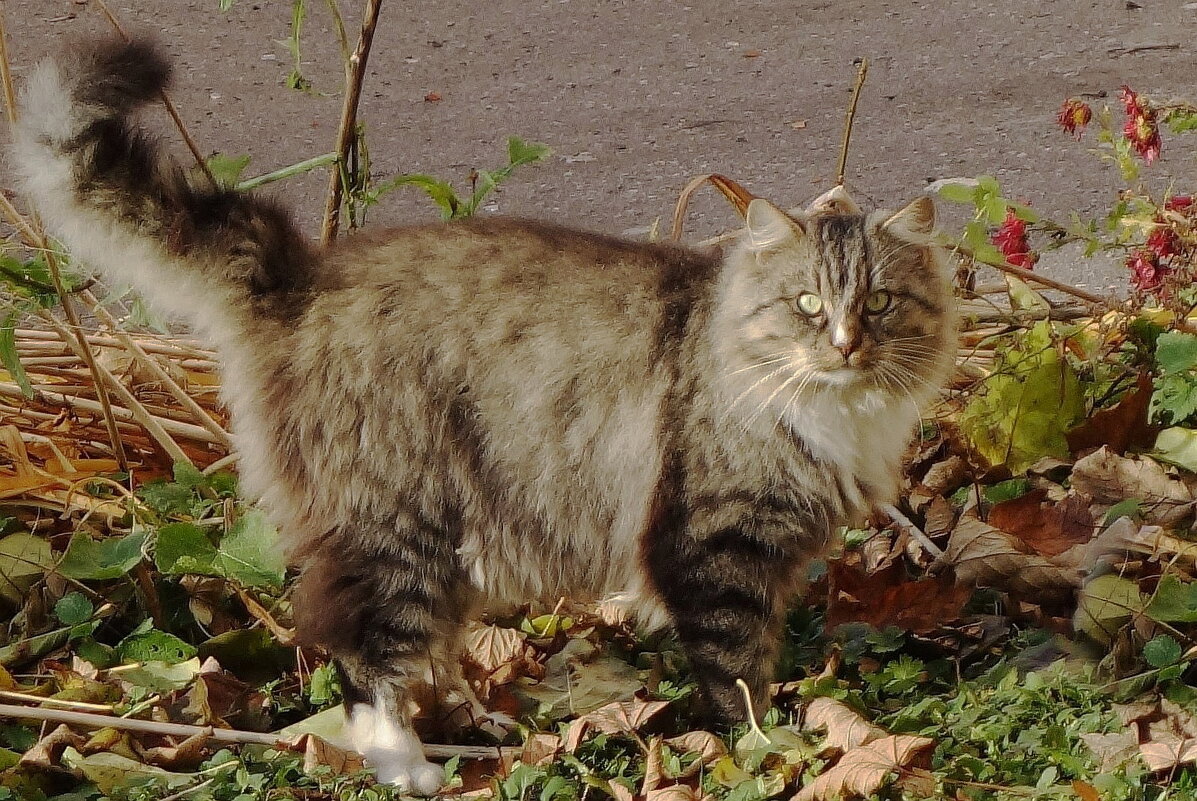 Пушистики - Рита Симонова Пушистики - Рита Симонова
