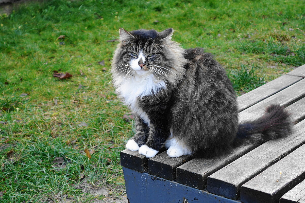 Пушистики - Рита Симонова Пушистики - Рита Симонова