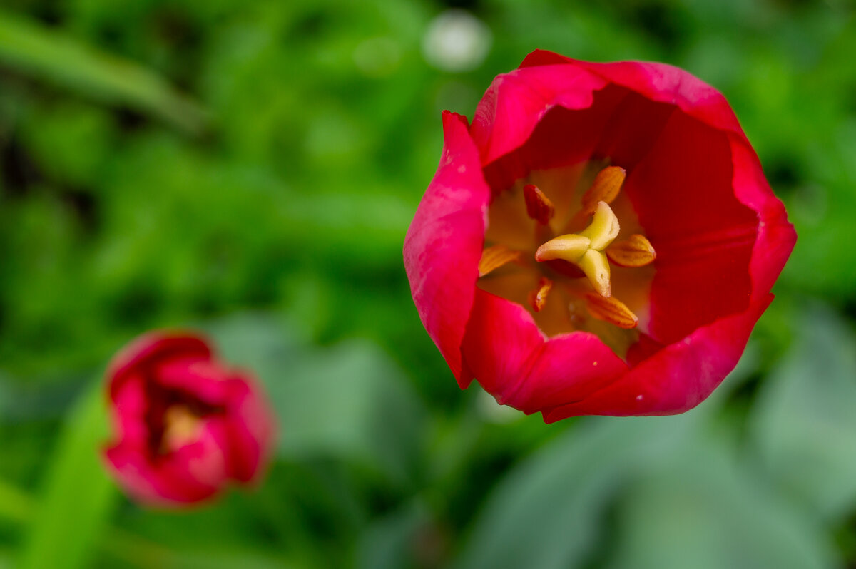 Сердце тюльпана - Алексей Бабицын