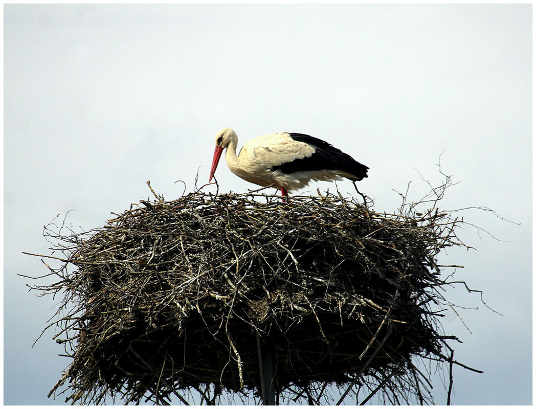 Вернулись - Aleksandr Gal