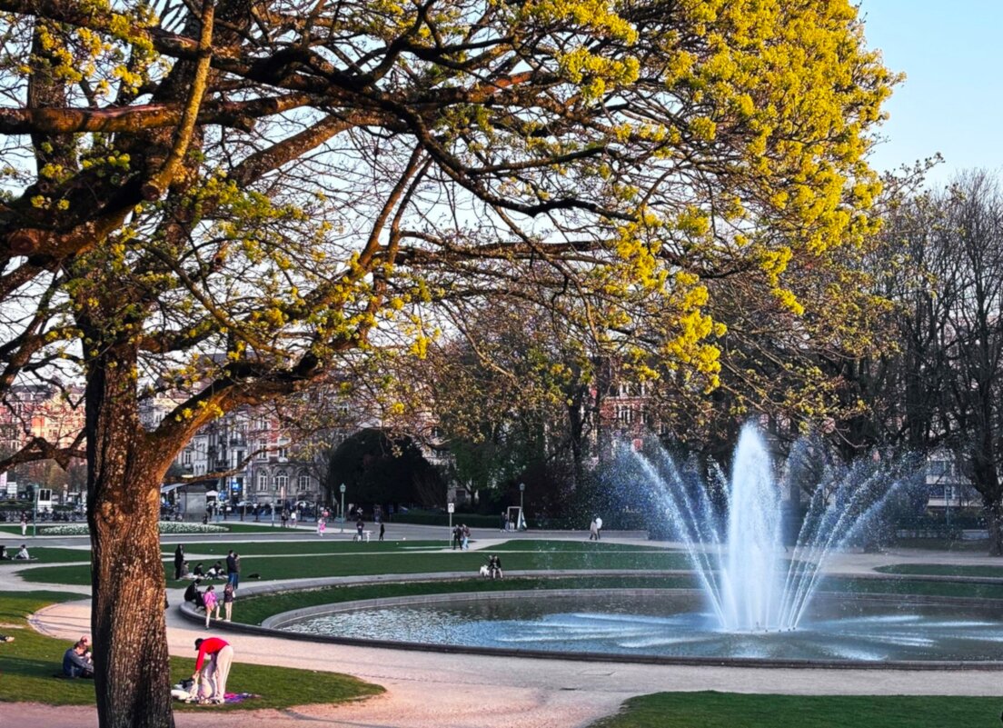 Цветение клёнов в парке Брюсселя - Aida10 Цветение клёнов в парке Брюсселя - Aida10