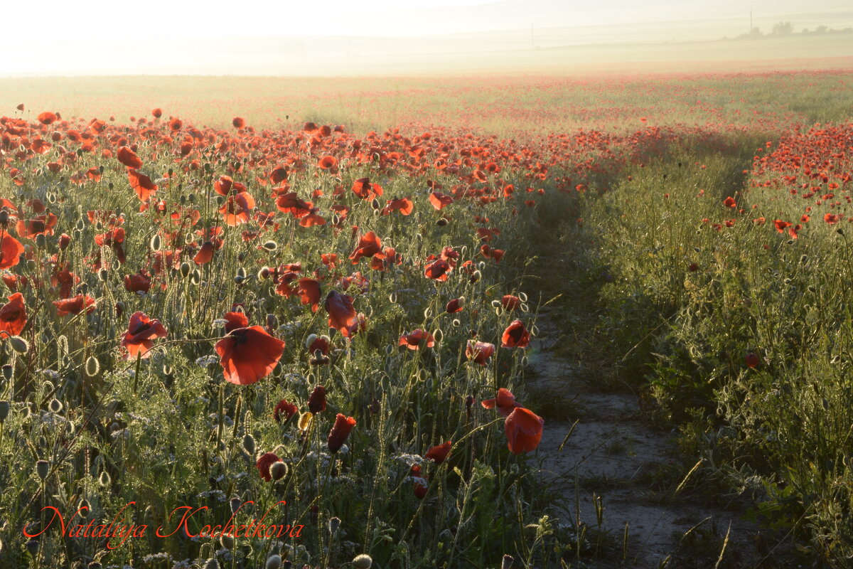 Природа Крыма - Изумительная Космея