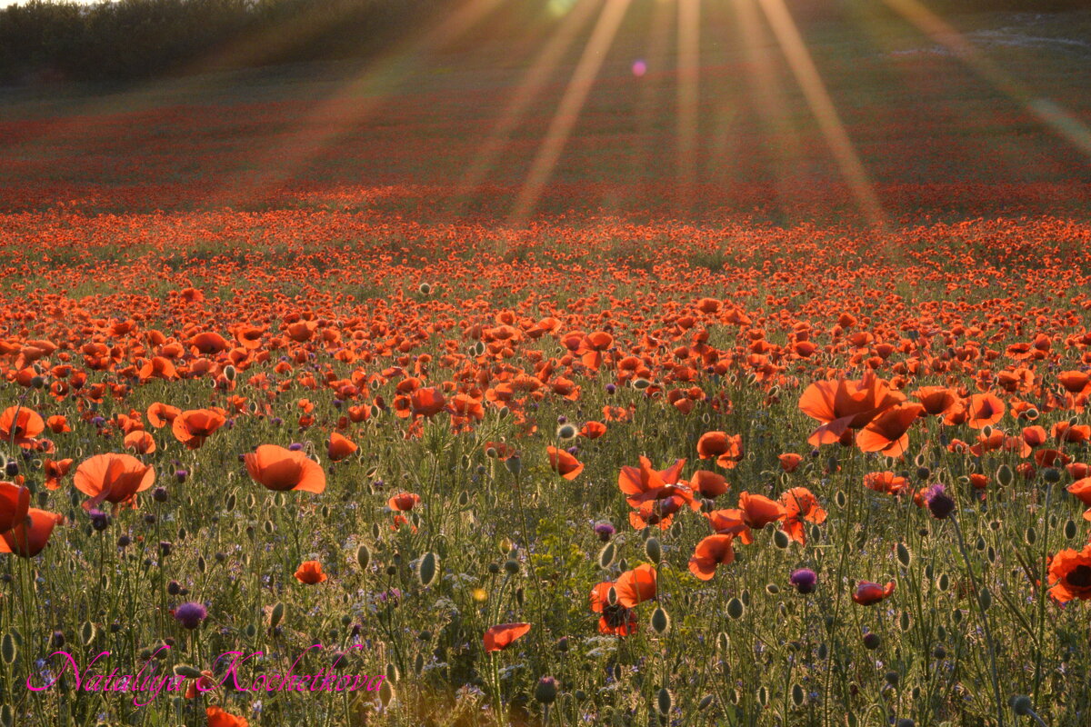 Природа Крыма - Изумительная Космея Природа Крыма - Изумительная Космея