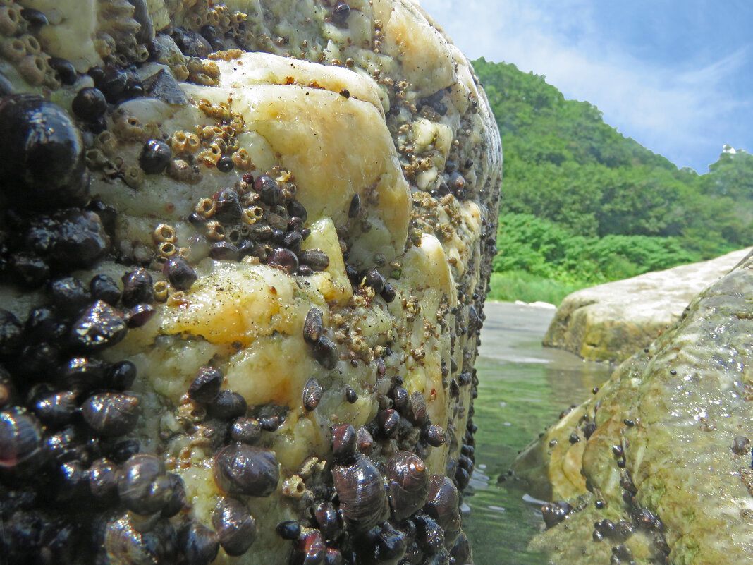 приют для ракушек - ИРЭН@ . приют для ракушек - ИРЭН@ .