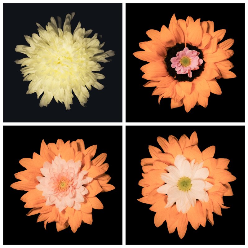 Цветочки - Илья Шенгелия