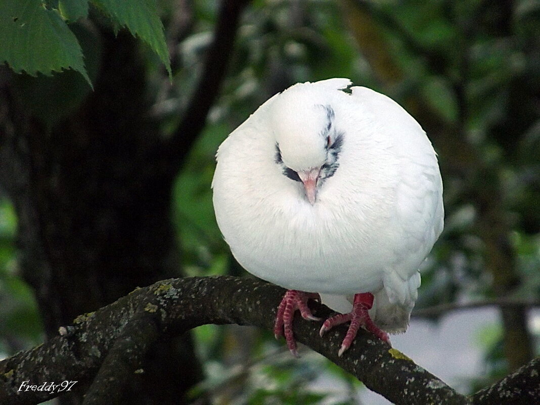 Голубь - Freddy 97 Голубь - Freddy 97