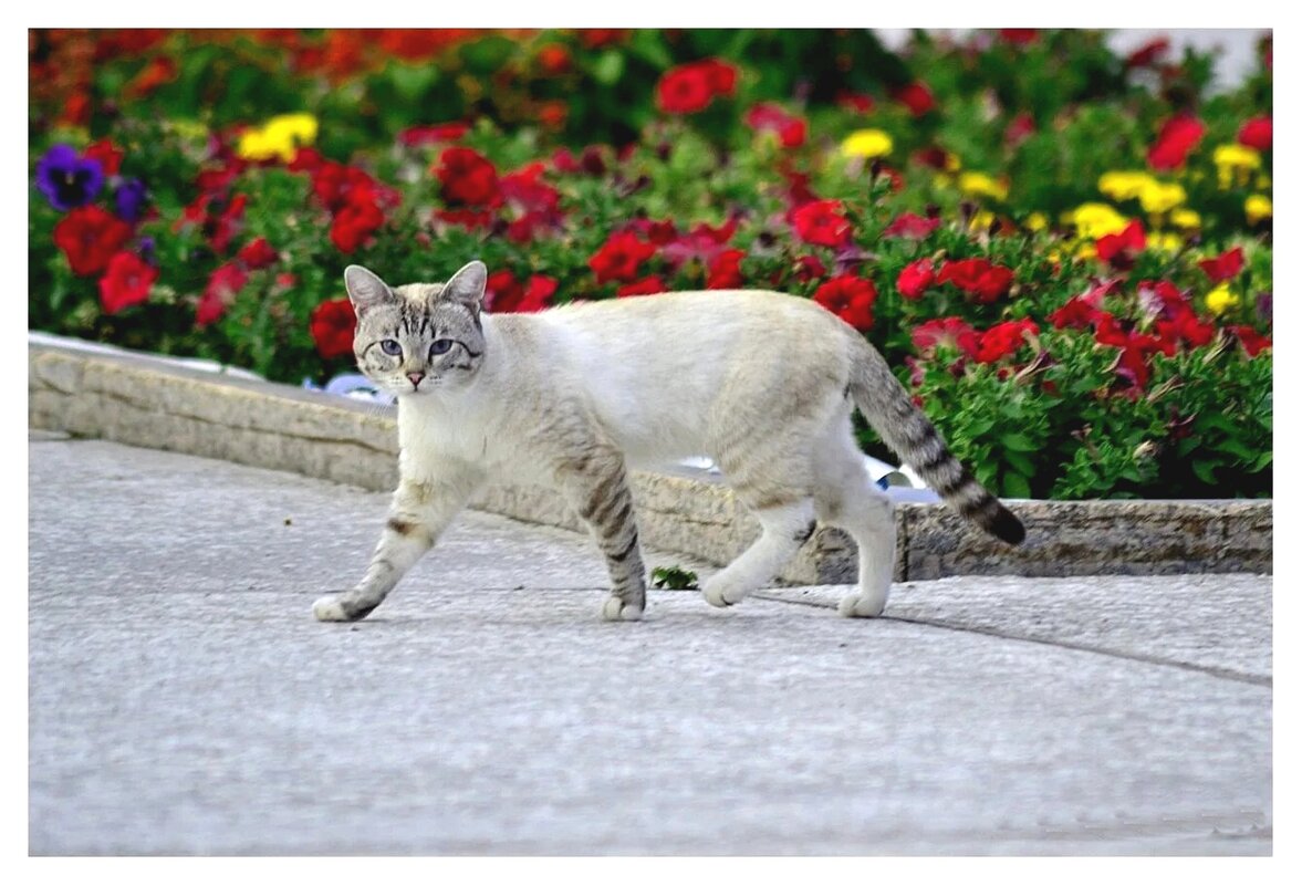 Грациозная походка. - Михаил К