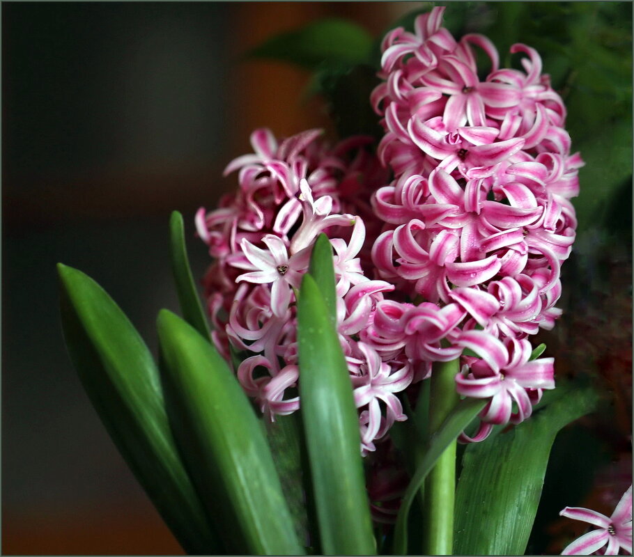 Гиацинты на окошке - ZNatasha - Гиацинты на окошке - ZNatasha -