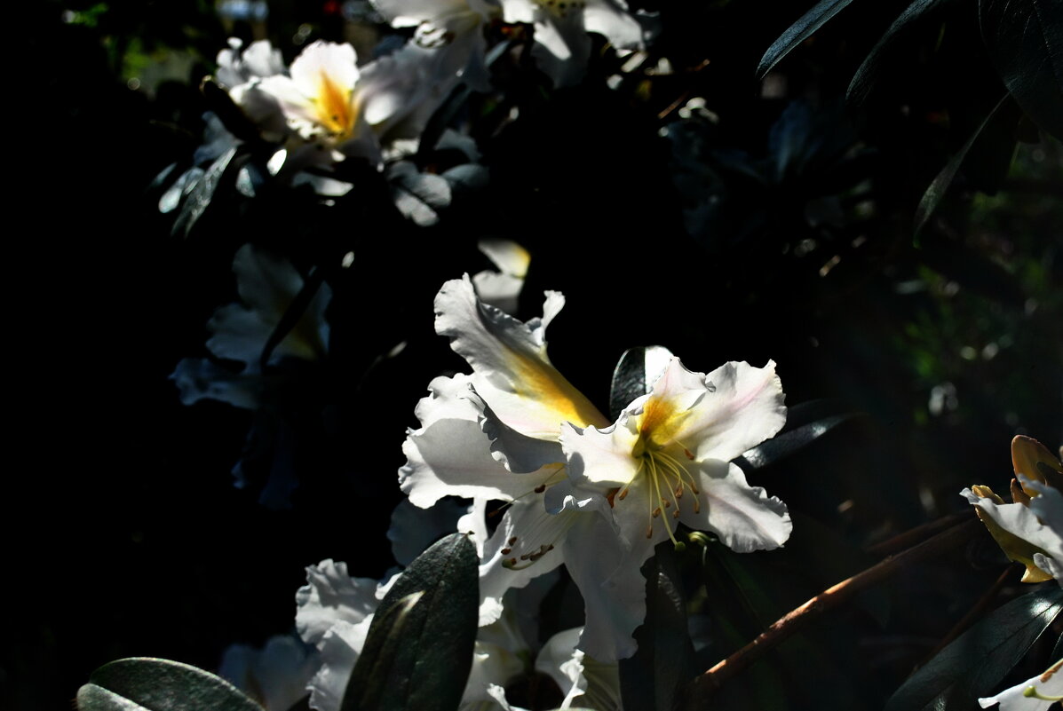 "Из тени в свет перелетая, Она сама и тень и свет.." - AleksSPb Лесниченко