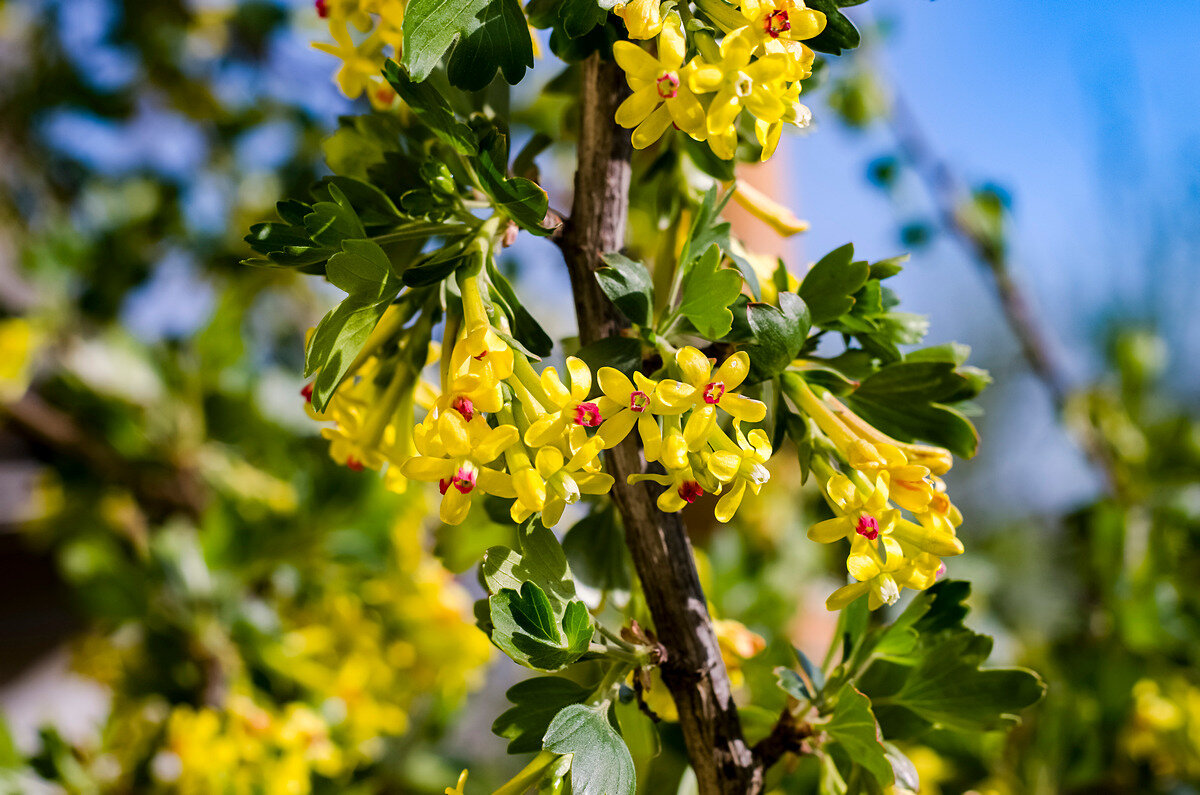 Сморо́дина золоти́стая - Aleksandr .