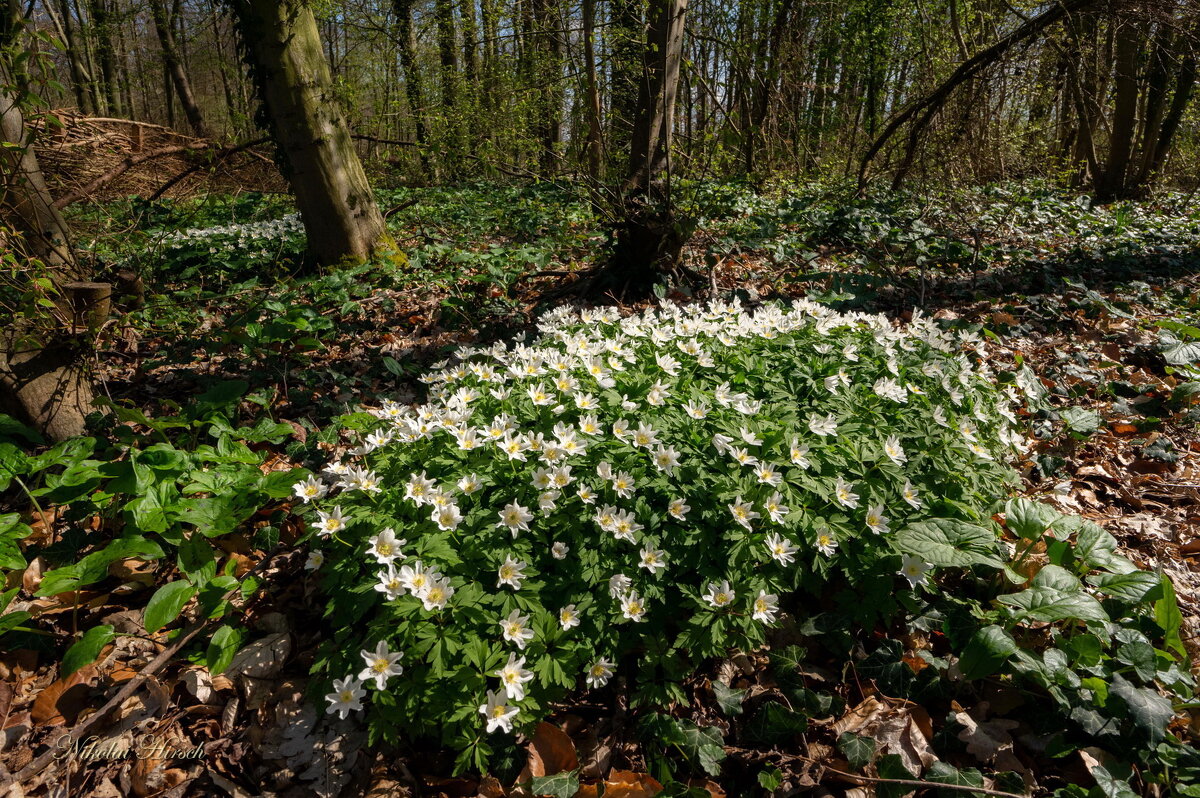 Время ветреницы... - Николай Гирш