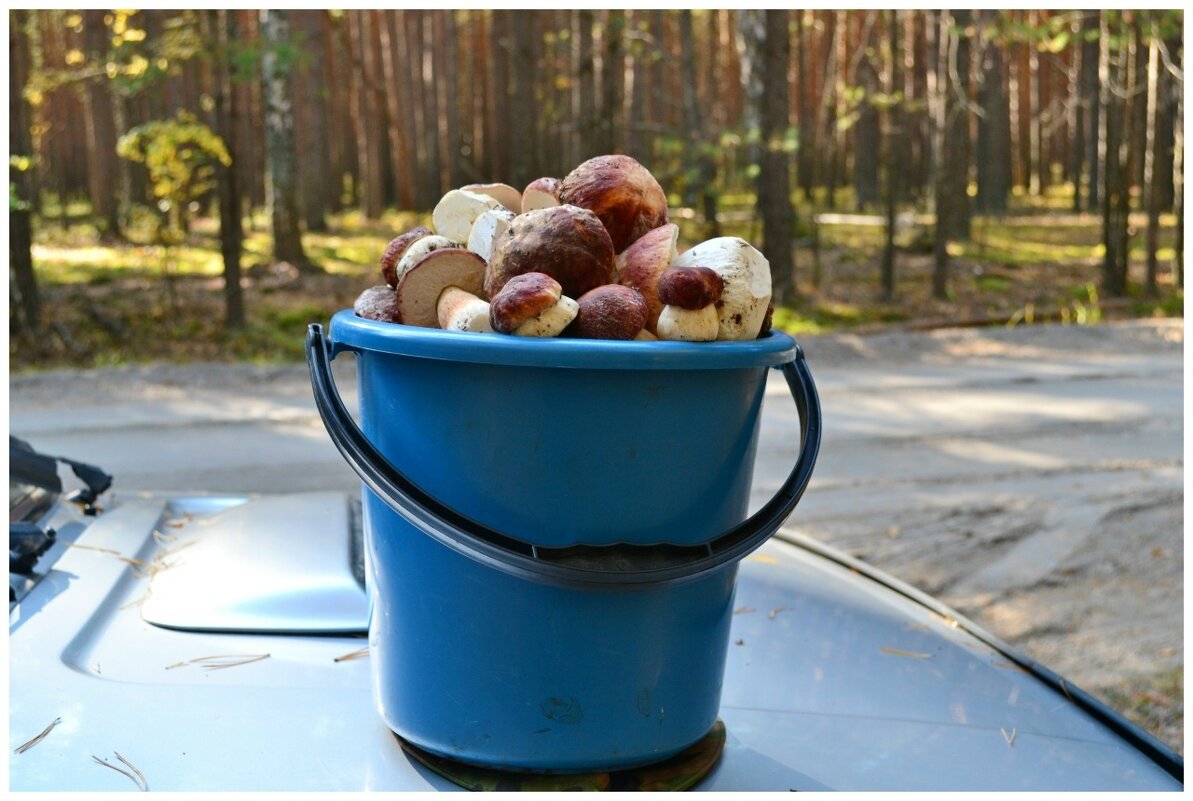 Белые. - Михаил К