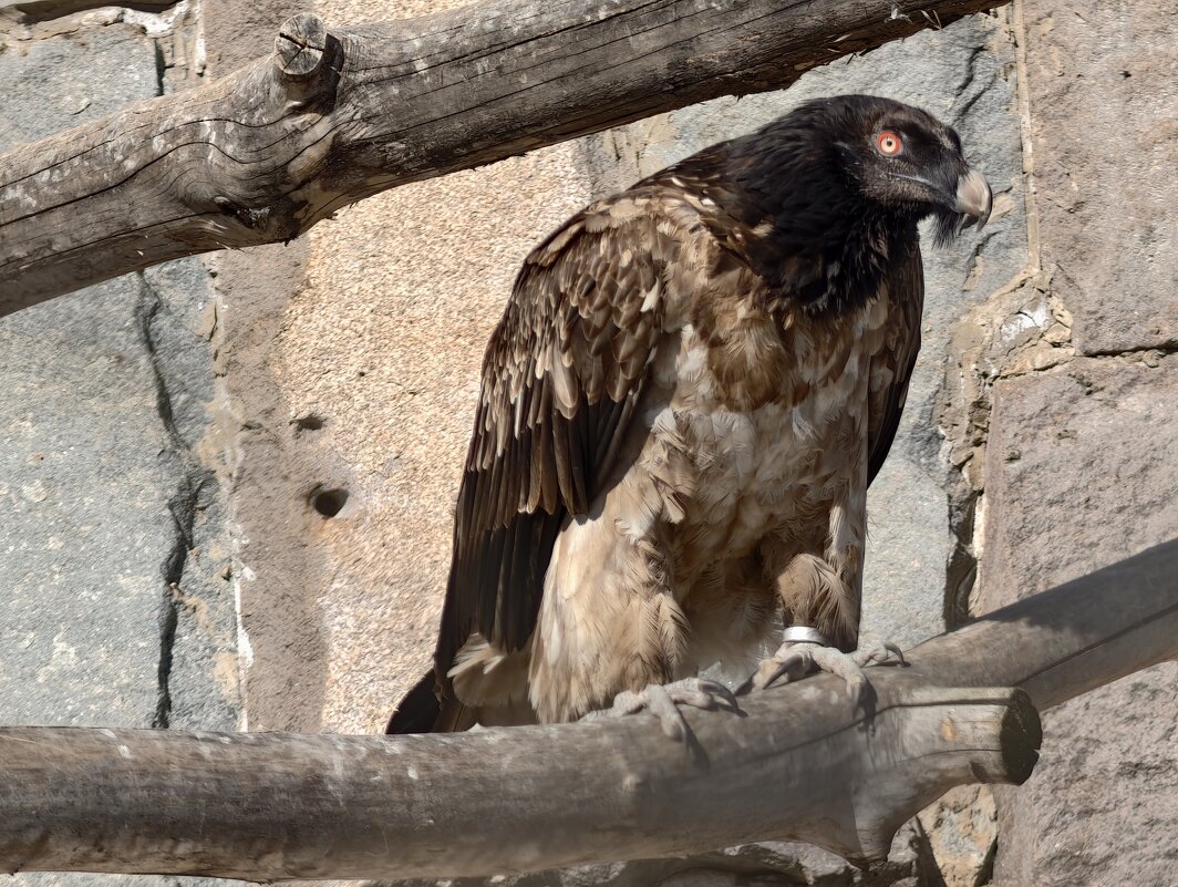 Бородач - <<< Наташа >>>