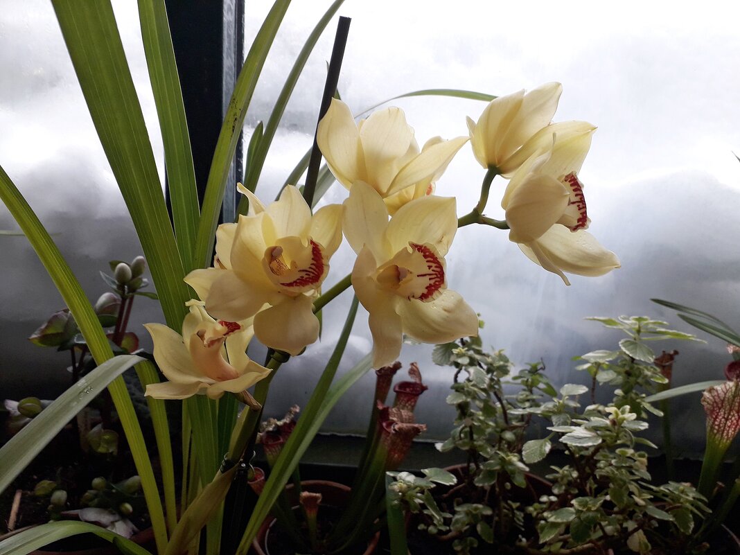 Орхидея - Лидия Бусурина