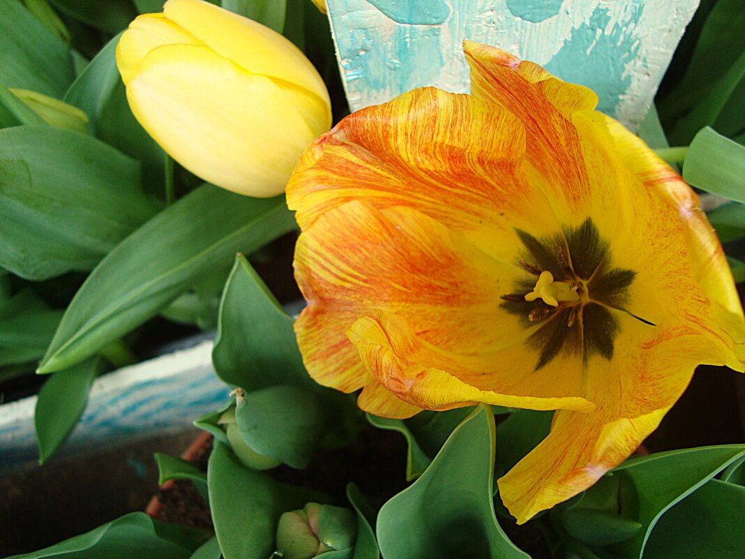 Тюльпан - Лидия Бусурина