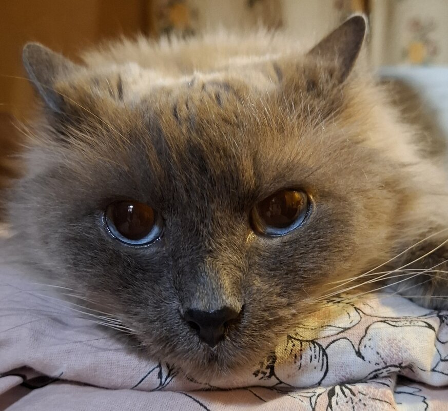 Марго - Irene Irene