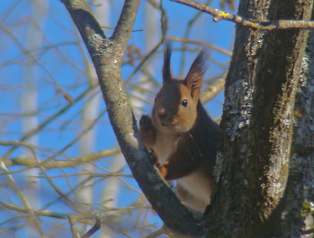 *** - gawrilа - dan