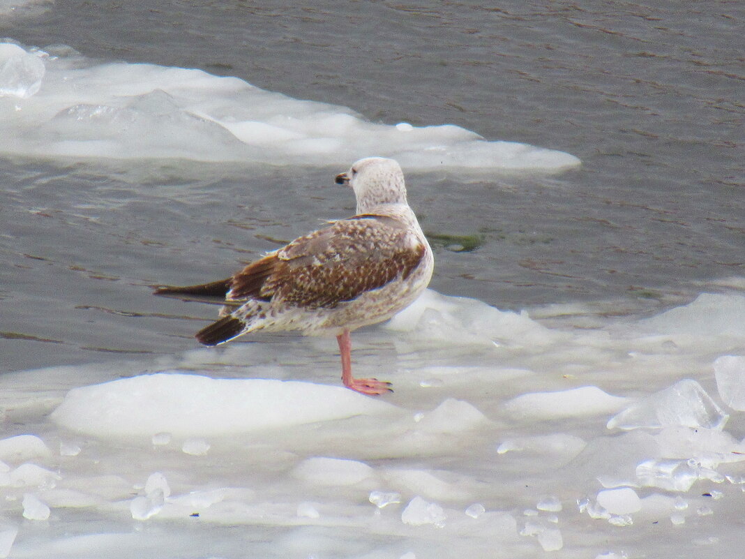 Мартовские серебристые чайки - Александр Чеботарь