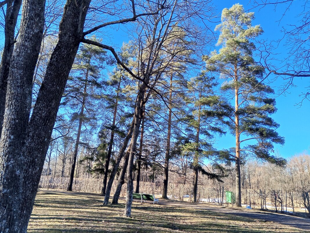 Весна - Сапсан 