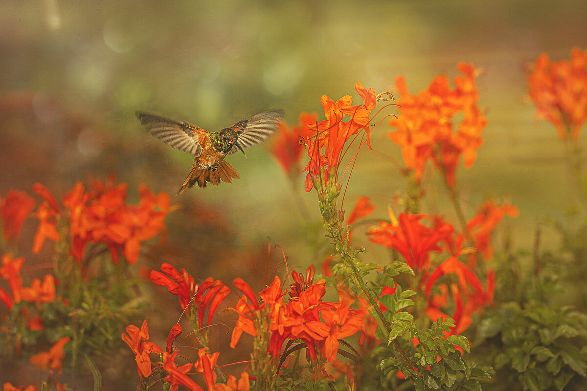 Перуанская авифауна в кадре - Svetlana Galvez