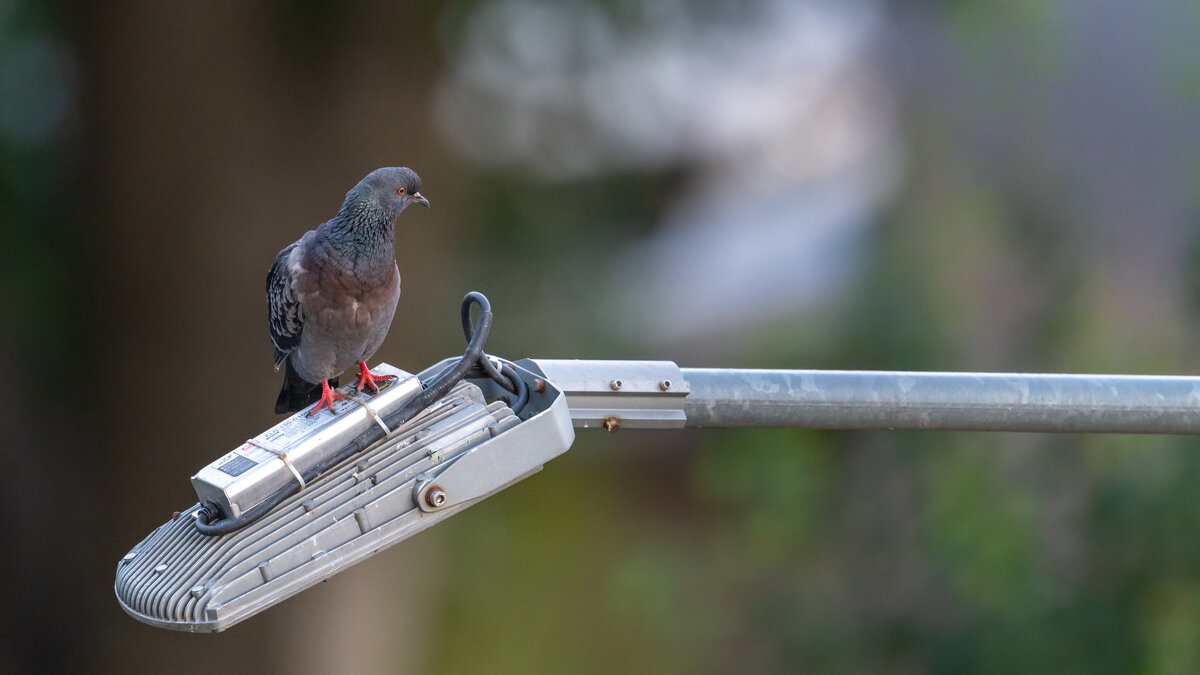 Птицы в городе. Голубь - Владимир Лазарев