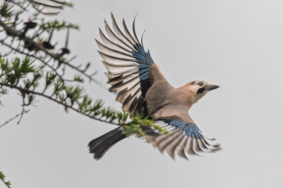 сойка - юрий макаров