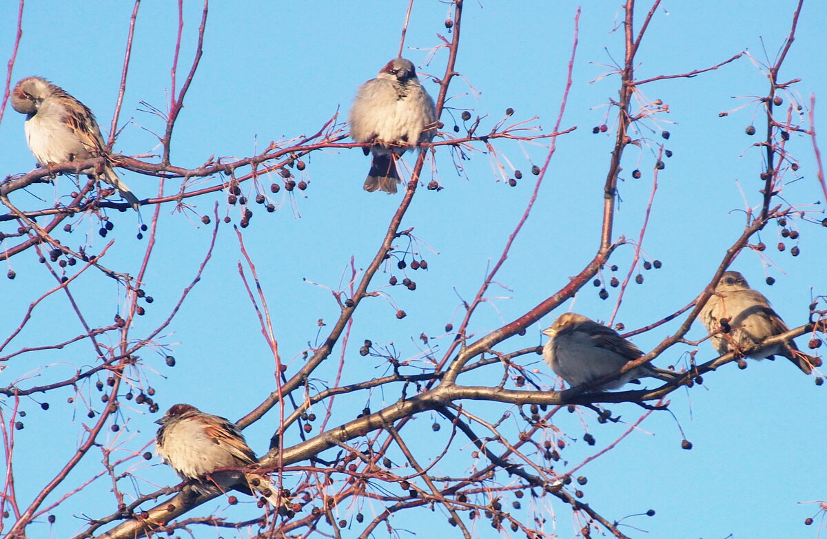 Дождались весны. - сергей ермошкин