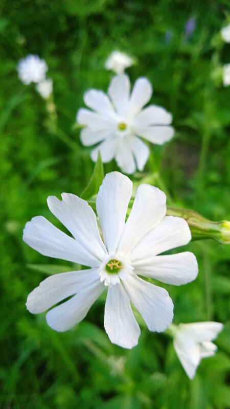 хлопушки - Елена Шаламова