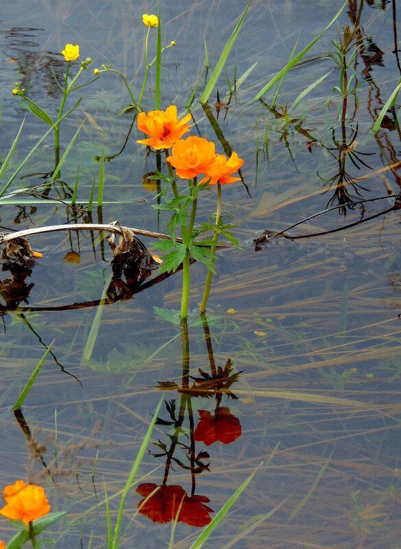 Купальница купается. - nadyasilyuk Вознюк