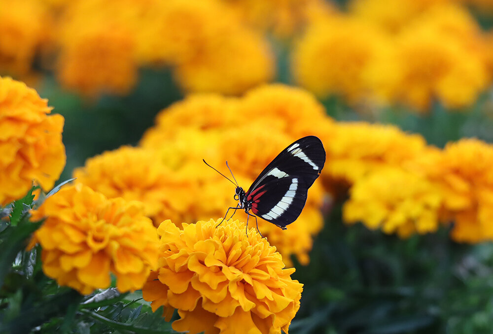 В парке бабочек - Галина Ильясова