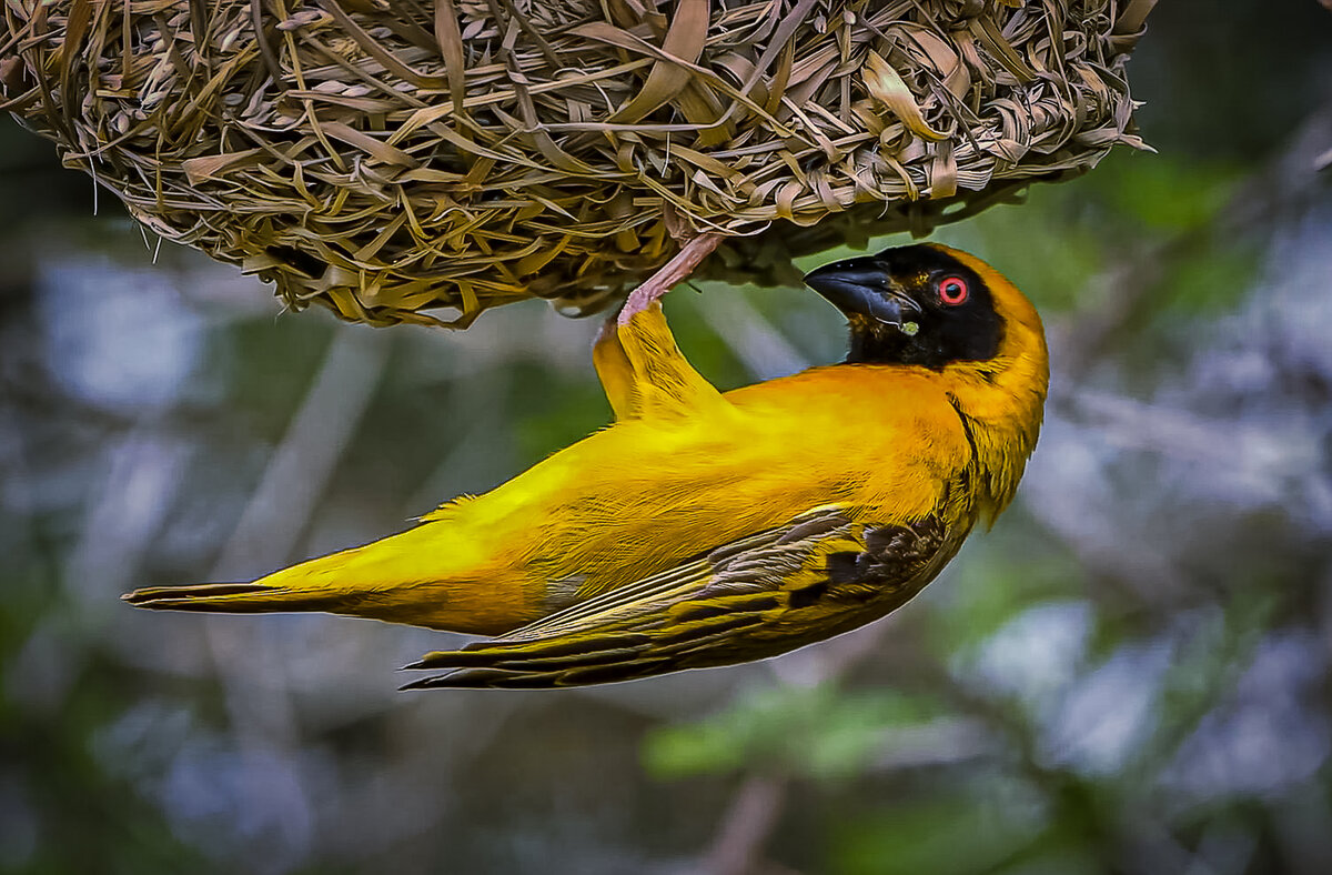 Вьюрковый ткачик - Aleksey Afonin
