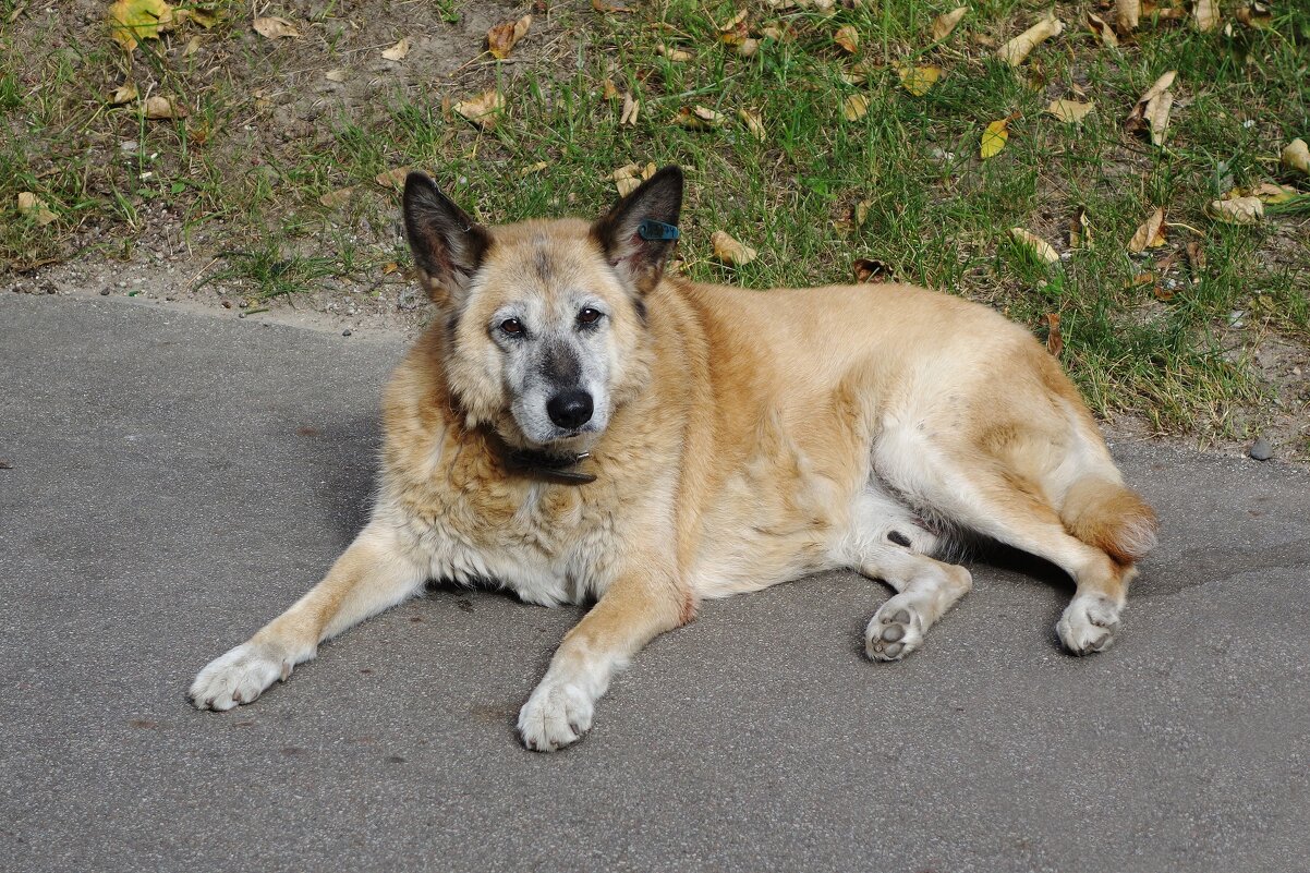 Парковый  дворняга Рыжий, постарел - Рита Симонова