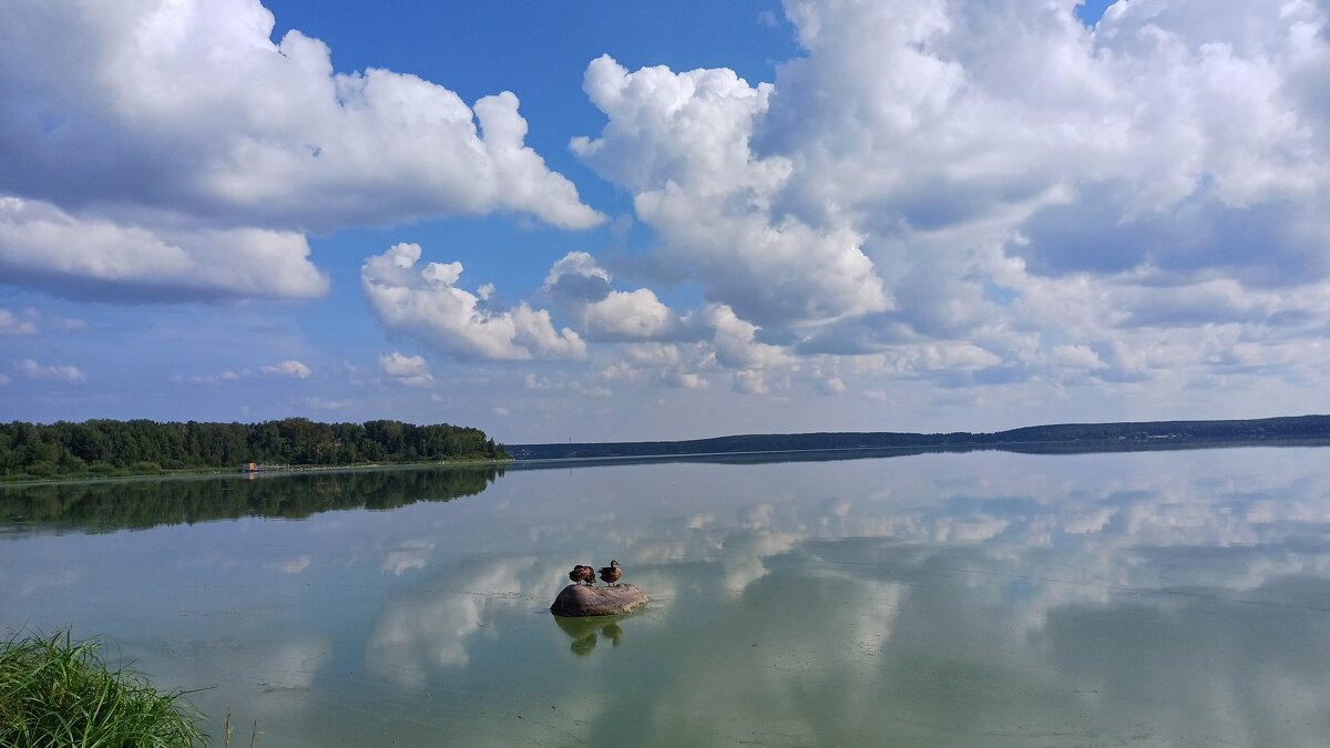утки на озере - Елена Е