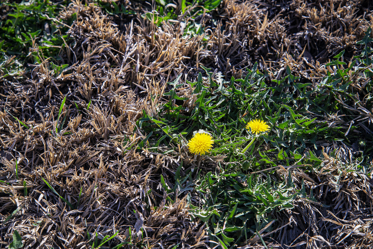 Первые - Анатолий Чикчирный