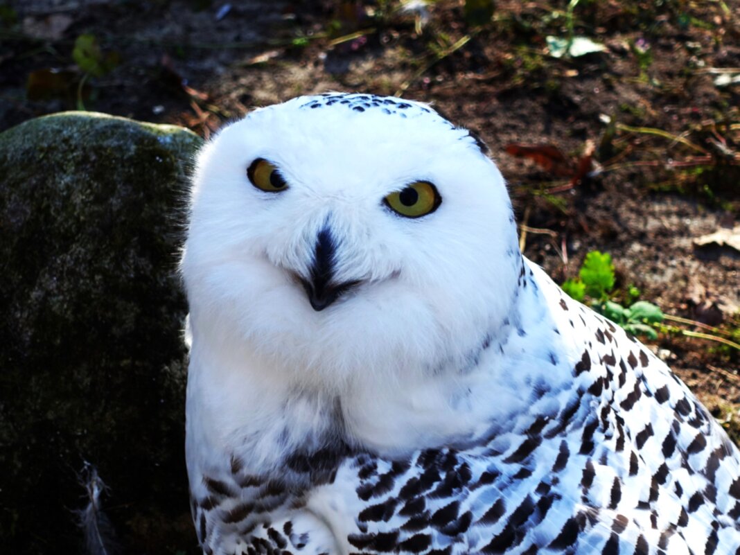 А весной даже днём вижу.. - Aida10 