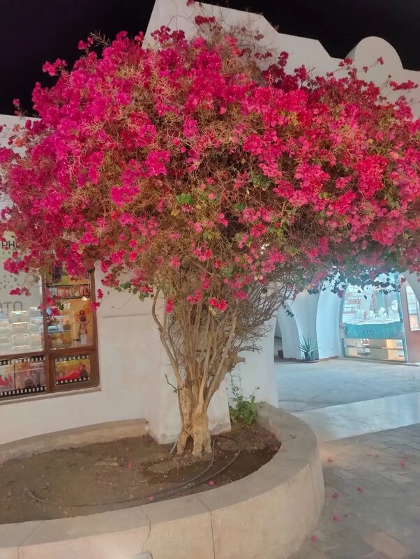 В Египте - Ирэн 